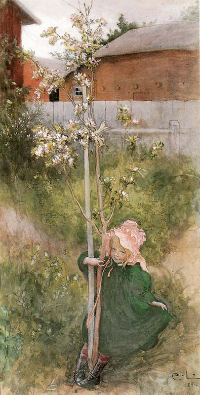 Apple Blossom#